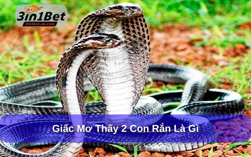 Mơ Thấy Rắn Đánh Con Gì? Giải Mã Số Mơ Lô Đề Chi Tiết Gặp 2 con rắn trong giấc mơ có tốt hay không