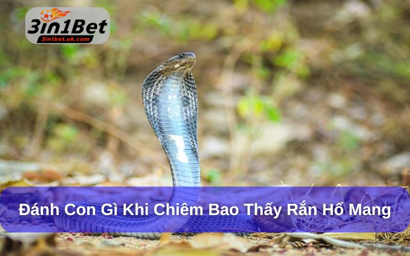 Mơ Thấy Rắn Đánh Con Gì? Giải Mã Số Mơ Lô Đề Chi Tiết Mơ rắn hổ mang ảnh hưởng khá tiêu cực đến cuộc sống của bạn