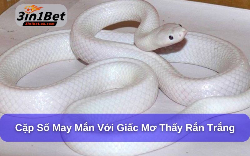 Mơ Thấy Rắn Đánh Con Gì? Giải Mã Số Mơ Lô Đề Chi Tiết Nằm mơ thấy rắn trắng phải thật thận trọng
